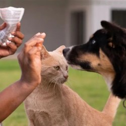 
                                            
                                        
                                        'Paw-Fect' Packaging that Drives Value With Pet Owners